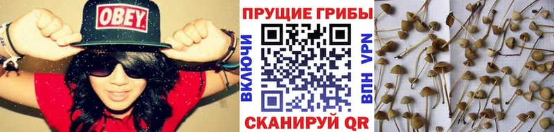 купить  цена  Черногорск  Галлюциногенные грибы Magic Shrooms 